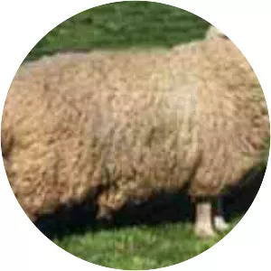 Coopworth sheep