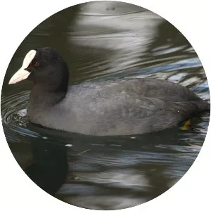 Coot