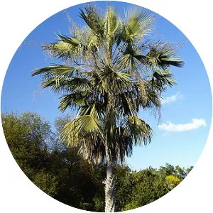 Copernicia prunifera