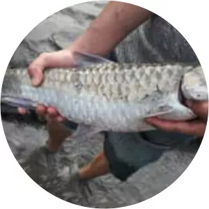 Copper mahseer - Fish