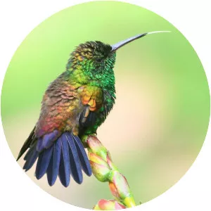 Copper-rumped hummingbird