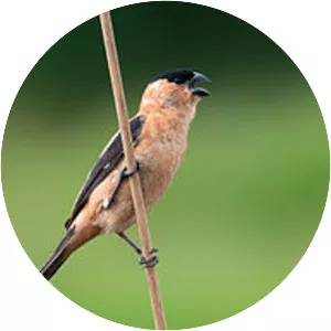 Copper seedeater