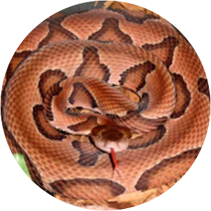 Copperhead - Snakes