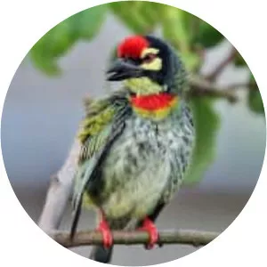 Coppersmith barbet