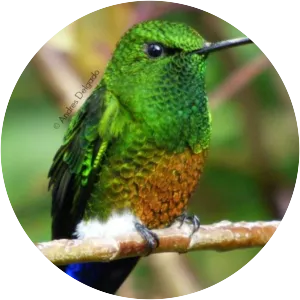 Coppery-bellied puffleg - Bird