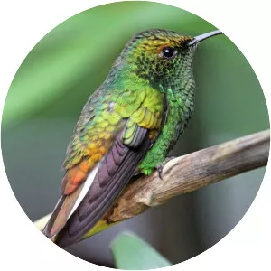 Coppery-headed emerald - Bird