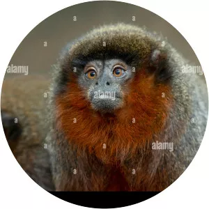 Coppery titi - Primate