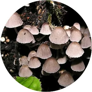 Coprinellus