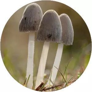 Coprinopsis
