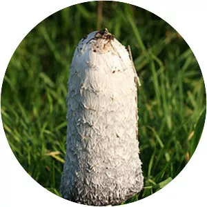 Coprinus