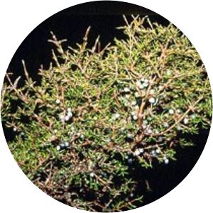 Coprosma rugosa - 