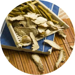 Coptis chinensis - Plants