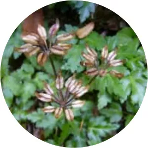 Coptis laciniata - Plants