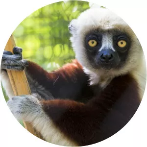 Coquerel's sifaka