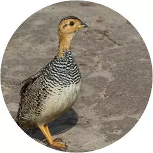 Coqui francolin
