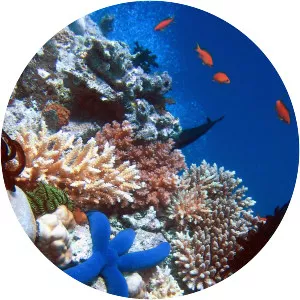 Coral reef - 