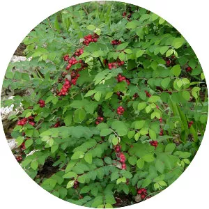 Coralberry