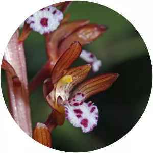Corallorhiza - Plants