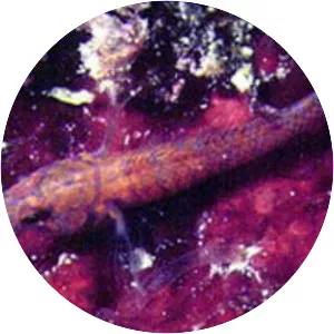 Corcyrogobius liechtensteini - 