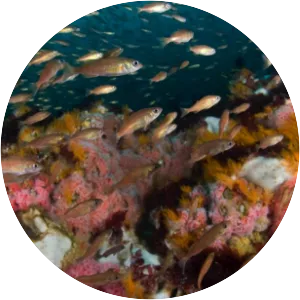 Cordell Bank National Marine Sanctuary - Marine sanctuary in the United States of America