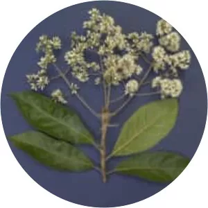 Cordia alliodora - Plants