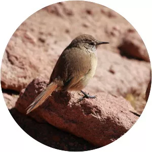 Cordilleran canastero - Bird