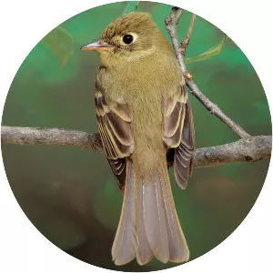 Cordilleran flycatcher