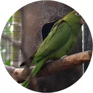 Cordilleran parakeet