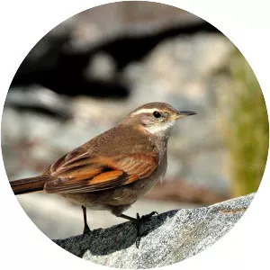 Córdoba cinclodes - Bird