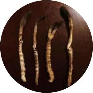 Cordyceps gunnii - 