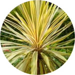 Cordyline