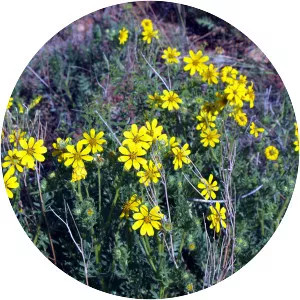 Coreopsis palmata