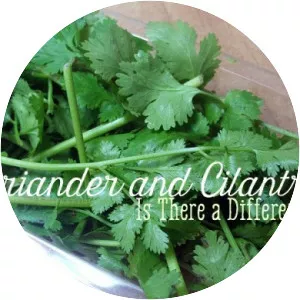 Coriander