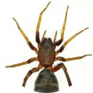 Corinnidae