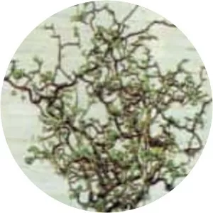 Corkscrew hazel - Plants