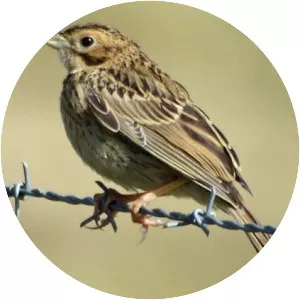 Corn bunting