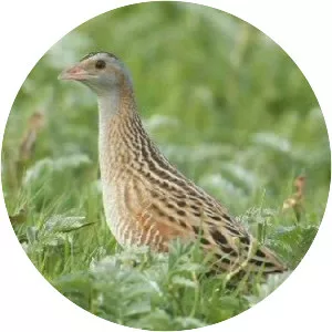 Corn crake
