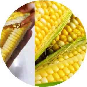 Corn kernel