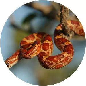 Corn snake