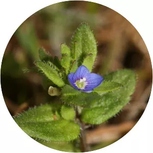 Corn speedwell - Plants