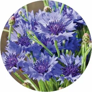 Cornflower - Plants