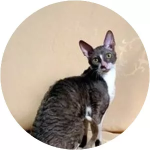 Cornish Rex