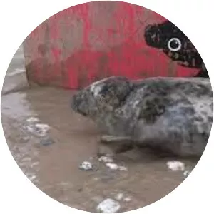 Cornish Seal Sanctuary