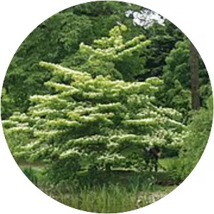 Cornus controversa - Plants