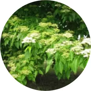 Cornus macrophylla