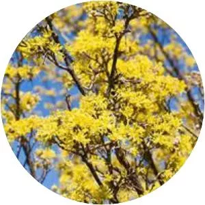 Cornus officinalis - Plants