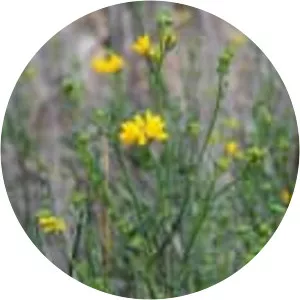 Coronilla juncea - 