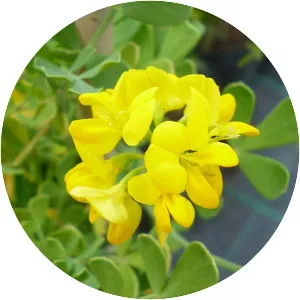 Coronilla