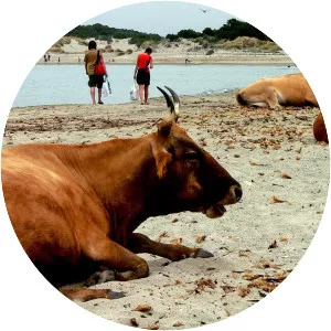 Corsican cattle