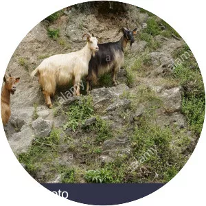 Corsican goat